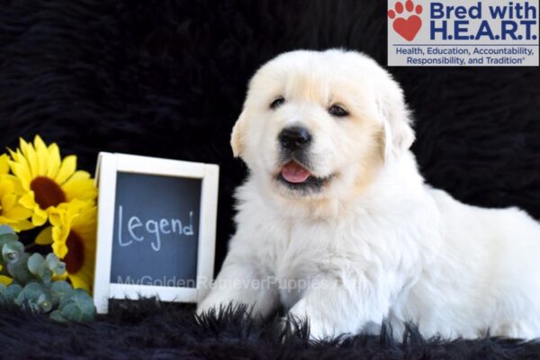 Image of Legend, a Golden Retriever puppy