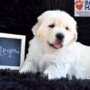 Image of Legend, a Golden Retriever puppy