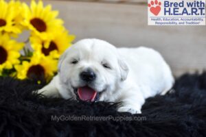 Image of Legend, a Golden Retriever puppy