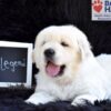 Image of Legend, a Golden Retriever puppy