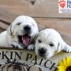 Image of London, a Golden Retriever puppy