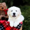 Image of Lexi, a Golden Retriever puppy