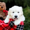 Image of Lexi, a Golden Retriever puppy