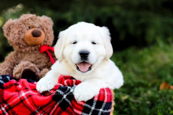 Image of Lexi, a Golden Retriever puppy