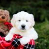 Image of Lexi, a Golden Retriever puppy