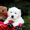 Image of Lexi, a Golden Retriever puppy