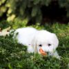 Image of Lexi, a Golden Retriever puppy