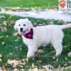 Image of Libby, a Golden Retriever puppy