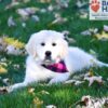 Image of Libby, a Golden Retriever puppy