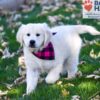 Image of Libby, a Golden Retriever puppy