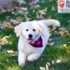 Image of Libby, a Golden Retriever puppy