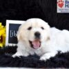 Image of Libby, a Golden Retriever puppy