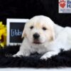 Image of Libby, a Golden Retriever puppy