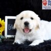 Image of Libby, a Golden Retriever puppy