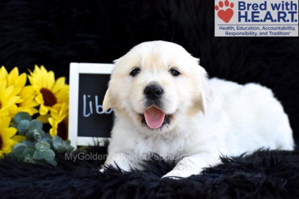 Image of Libby, a Golden Retriever puppy