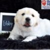 Image of Libby, a Golden Retriever puppy