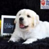 Image of Libby, a Golden Retriever puppy