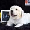 Image of Libby, a Golden Retriever puppy