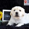 Image of Libby, a Golden Retriever puppy