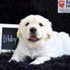 Image of Libby, a Golden Retriever puppy