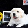 Image of Libby, a Golden Retriever puppy