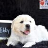 Image of Libby, a Golden Retriever puppy