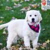 Image of Libby, a Golden Retriever puppy