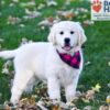 Image of Libby, a Golden Retriever puppy