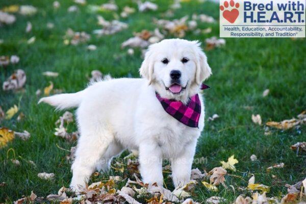 Image of Libby, a Golden Retriever puppy