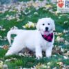 Image of Libby, a Golden Retriever puppy