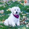 Image of Libby, a Golden Retriever puppy