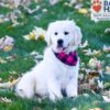 Image of Libby, a Golden Retriever puppy