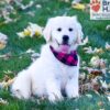 Image of Libby, a Golden Retriever puppy