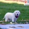 Image of Libby, a Golden Retriever puppy