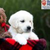 Image of Sandi, a Golden Retriever puppy