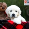 Image of Sandi, a Golden Retriever puppy