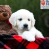 Image of Sandi, a Golden Retriever puppy