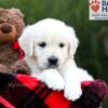 Image of Sandi, a Golden Retriever puppy