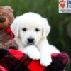 Image of Sandi, a Golden Retriever puppy