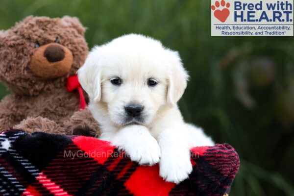 Image of Sandi, a Golden Retriever puppy