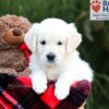 Image of Shari, a Golden Retriever puppy