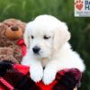 Image of Shari, a Golden Retriever puppy