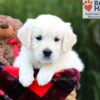 Image of Shari, a Golden Retriever puppy