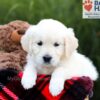 Image of Shari, a Golden Retriever puppy