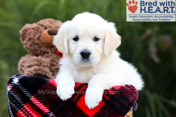 Image of Shari, a Golden Retriever puppy