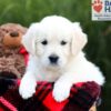 Image of Shari, a Golden Retriever puppy