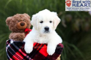 Image of Sofia, a Golden Retriever puppy