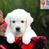 Image of Stella, a Golden Retriever puppy