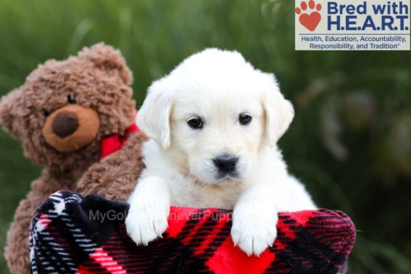 Image of Stella, a Golden Retriever puppy