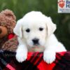 Image of Stella, a Golden Retriever puppy